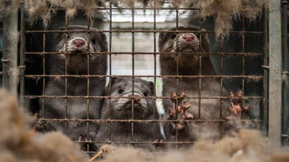 В Германии закрыли последнюю звероферму
