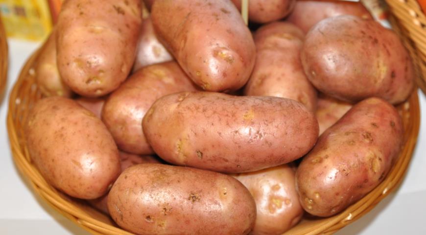 Голландский сорт картофеля Ред Скарлет