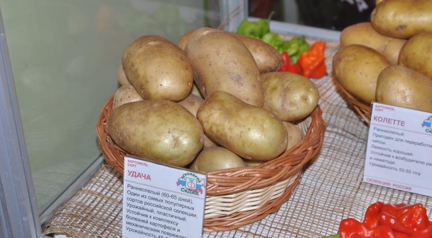 популярный сорт картофеля Удача