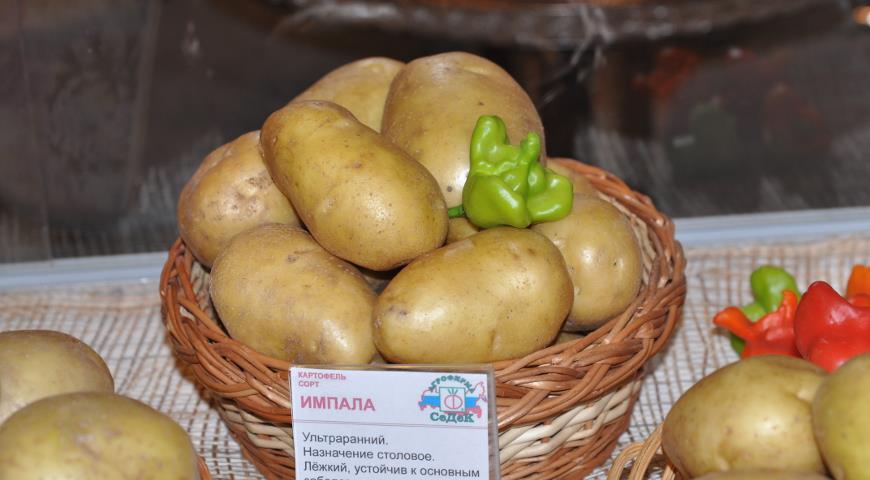 голландский сорт картофеля Импала