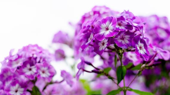 Чем болеют флоксы