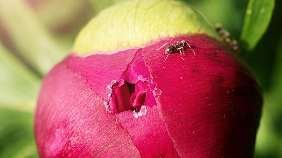 Садовые муравьи, до свидания!
