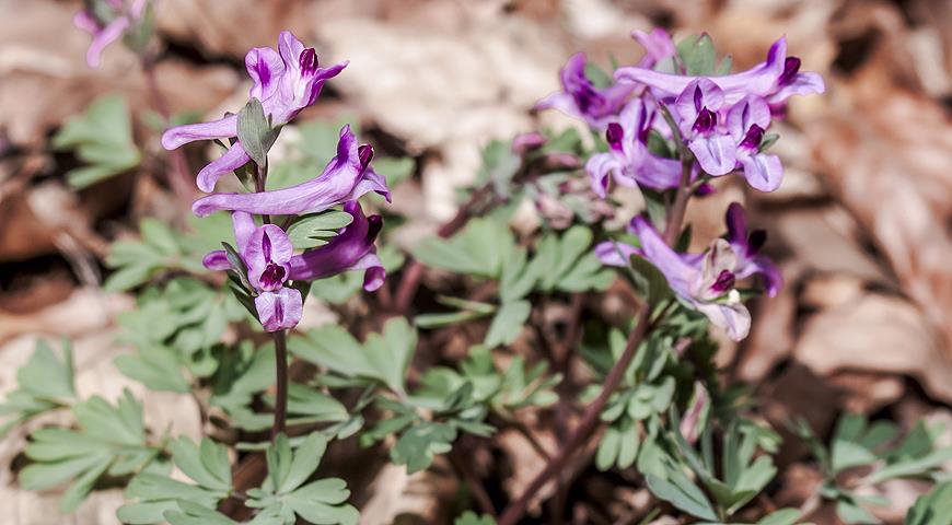 хохлатка, весенний лес, весна, апрель, первоцветы, 