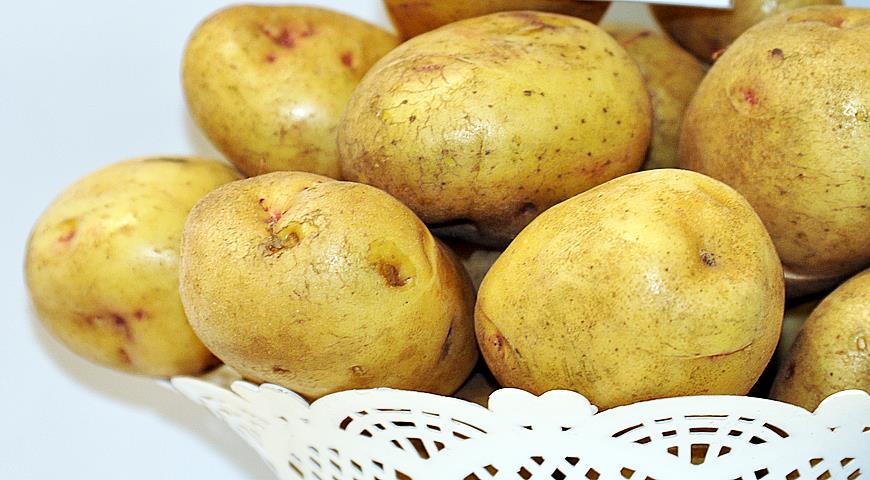 Урожайный сорт картофеля Великан