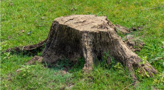 Как удалить поросль и старые пни