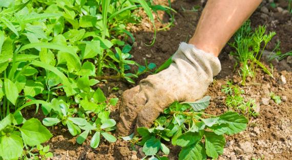 Как избавиться от сорняков на участке