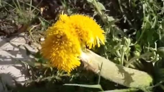 Что-то невероятное: в Подмосковье нашли одуванчик-мутант