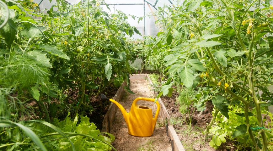 Как правильно удобрять и поливать помидоры в теплице и в открытом грунте: 4подкормки за сезон
