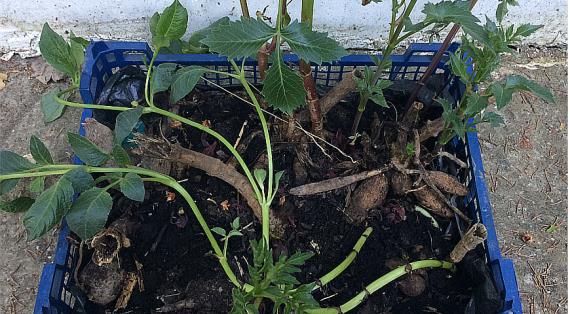 Когда сажать и как выращивать георгины по лунному календарю в 2026 году