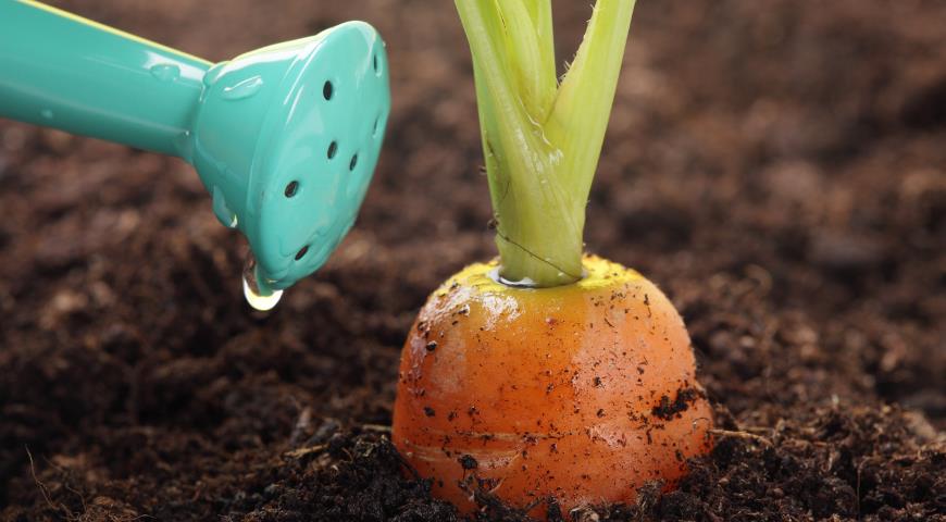 Чем подкормить морковь, чтобы получить хороший урожай