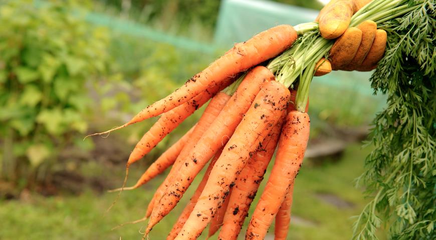 Как подкормить морковь