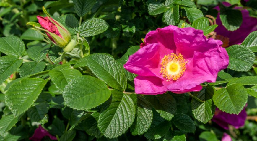 rosa rugosa, роза морщинистая, роза ругоза