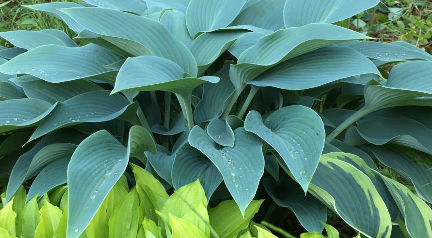 Hosta Halcyon, хосты, многолетники