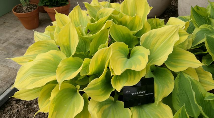 Hosta Dutch Flame, хоста, многолетники