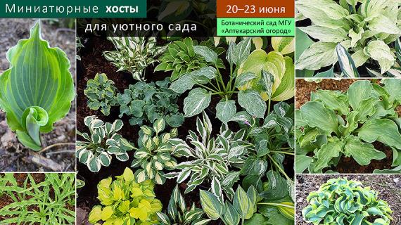 20 - 23 июня в Аптекарском огороде будет показана коллекция миниатюрных хост