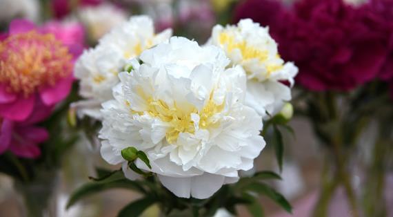 Цветочный гороскоп на 13 - 22 ноября: ваш цветок - пион