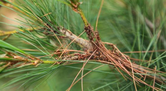 Как бороться с сосновым пилильщиком