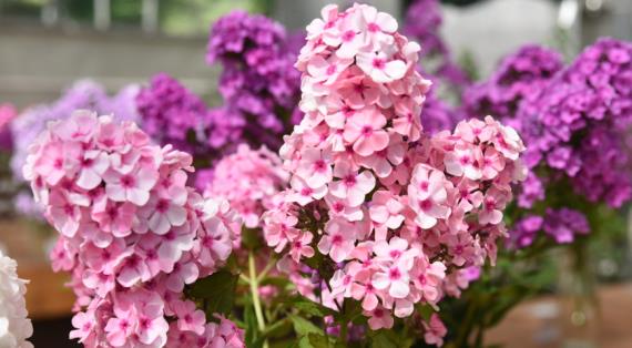 На какие цветочные выставки можно сходить в июле