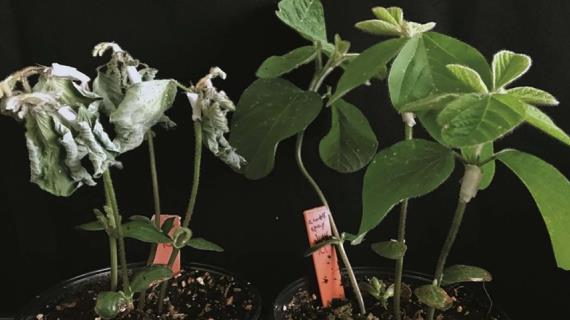 Феромоны вместо пестицидов: ученые нашли безопасный способ борьбы с фитофторой