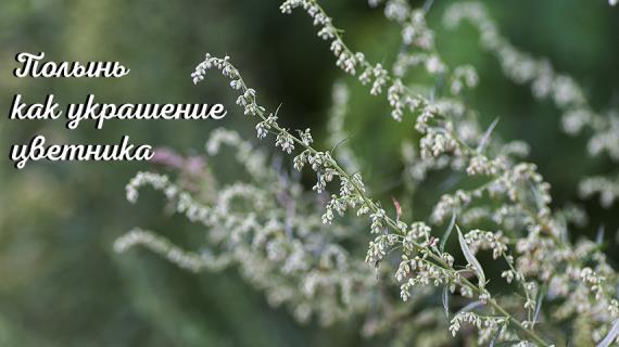 Полынь как украшение цветника