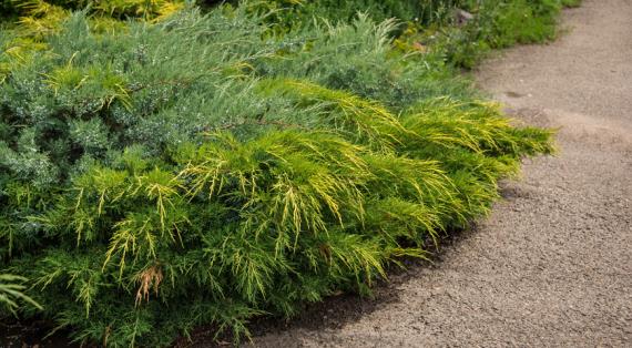 Сорта можжевельника