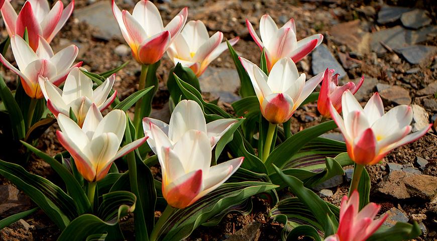 Tulipa Kaufmanniana