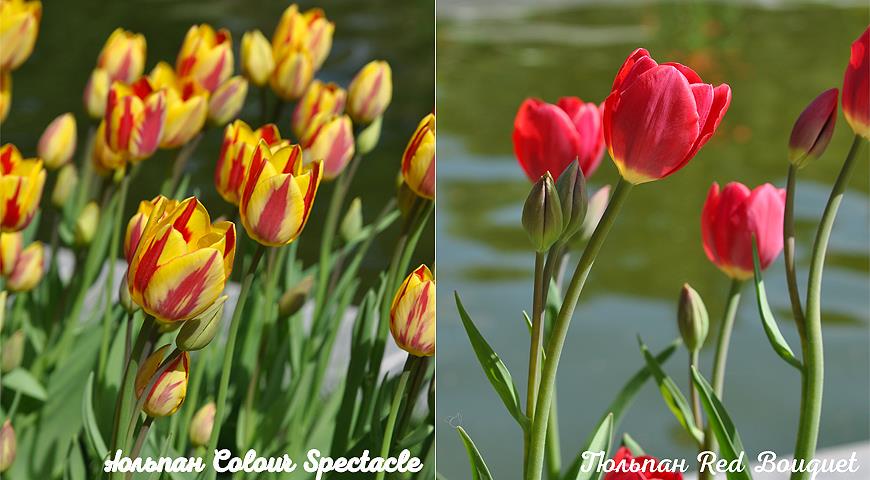 многоцветковые тюльпаны фото