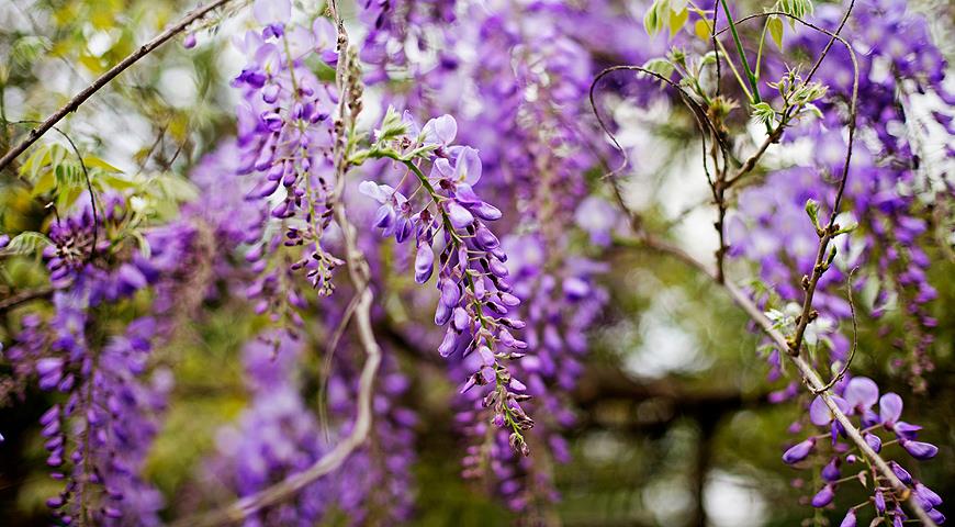 Глициния, Вистерия Wisteria