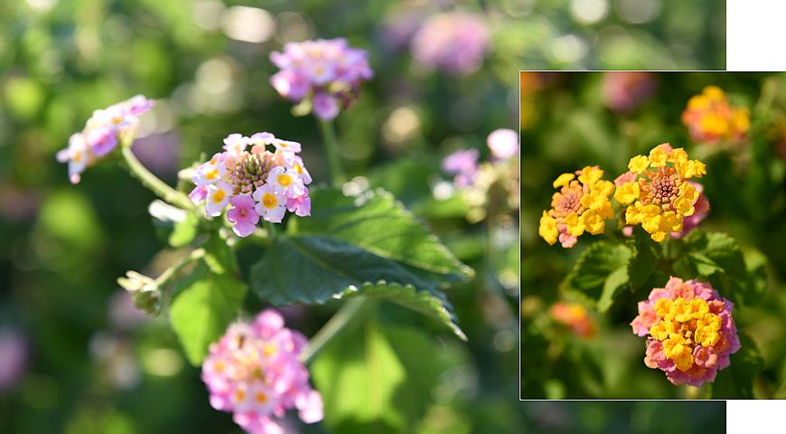 Лантана, Lantana