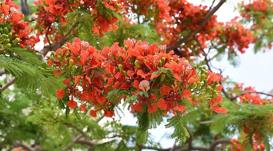 Делоникс королевский, или огненное дерево, Delonix regia