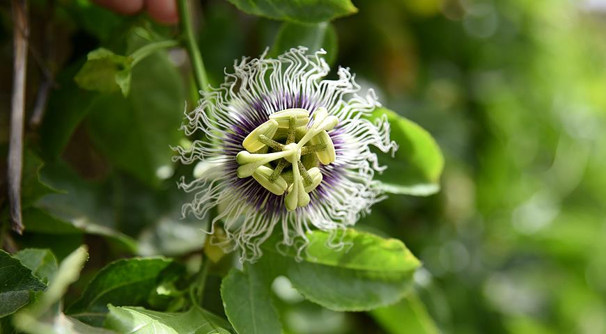 Пассифлора, страстоцвет, Passiflora