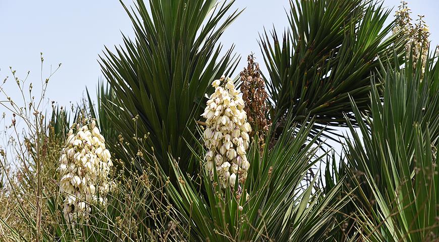 Юкка, Yucca