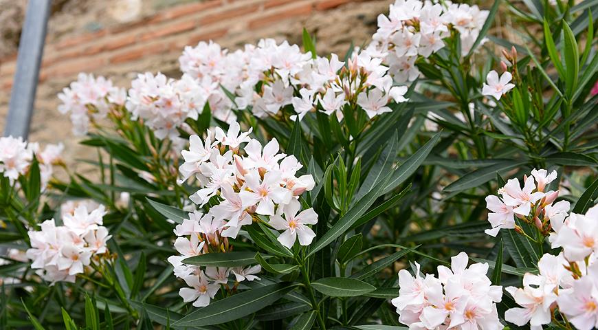 Олеандр обыкновенный, Nerium oleander