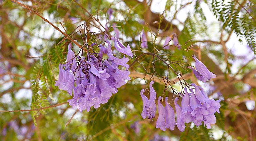 Жаккаранда, папоротниковое дерево, фиалковое дерево или розовое дерево, Jacaranda