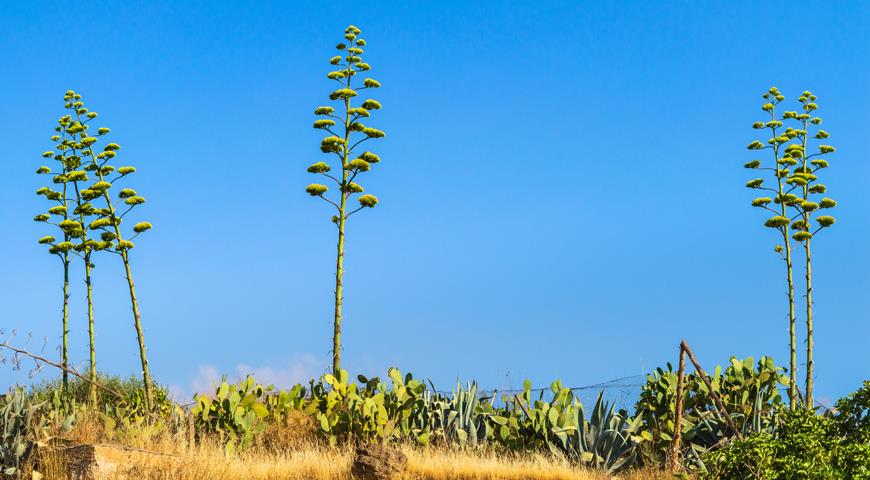 Агава, Agave