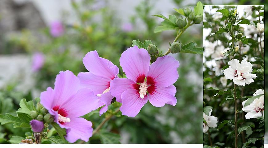 Гибискус сирийский, или кетмия, или сирийская роза, Hibiscus syriacus