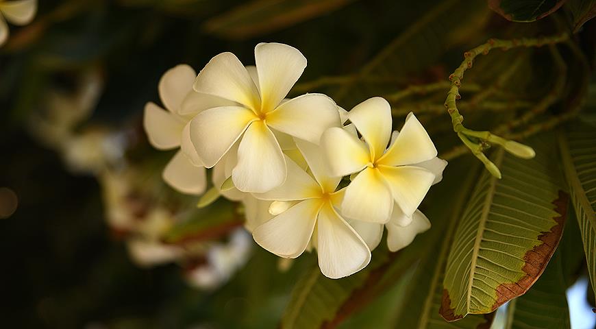 Плюмерия, Plumeria