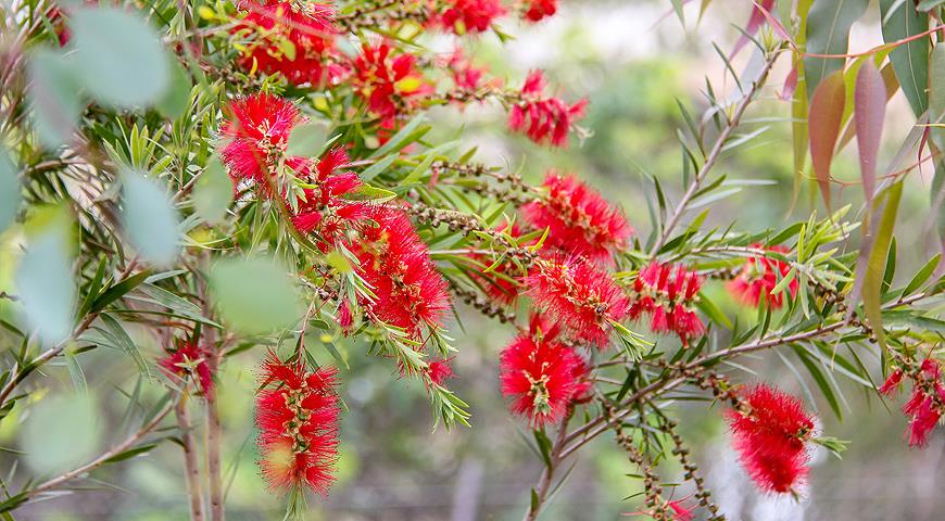 Каллистемон, Callistemon