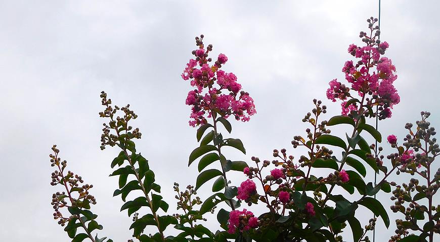 Индийская сирень, или лагерстрёмия, Lagerstroemia indica