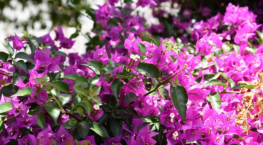 Бугенвиллея, «бумажный цветок» Bougainvillea