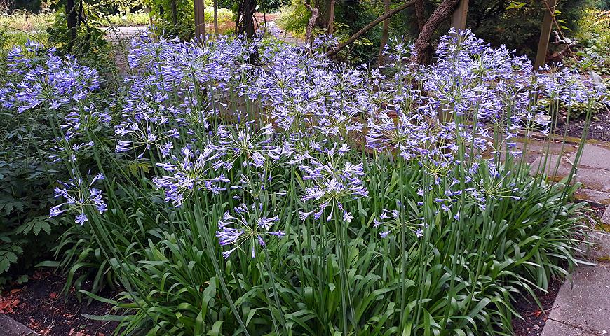 Агапантус, Agapanthus