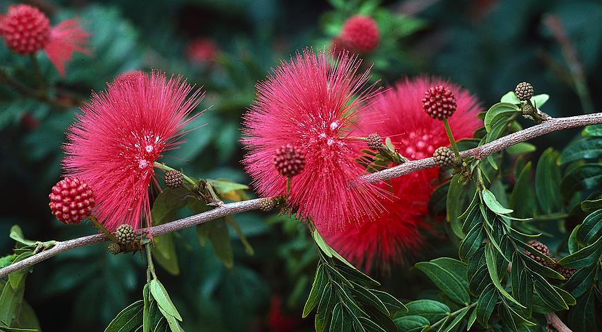 Каллиандра, Calliandra