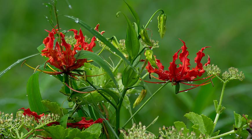 Глориоза, цветок славы, Gloriosa