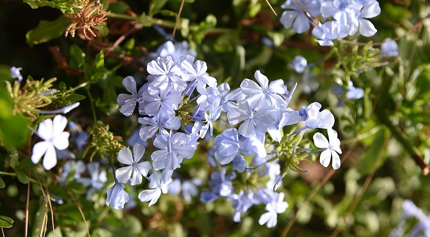 Плюмбаго, или свинчатка  Plumbago