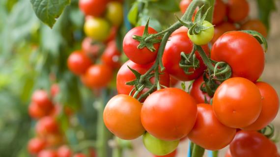 Два в одном: в Сибири вывели томат со вкусом перца