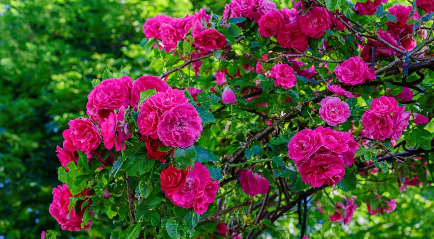 Роза John Cabot