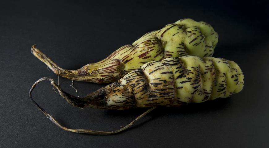 Кислица клубненосная &#8212; необычный овощ индейцев: как вырастить диковинный клубни в средней полосе?