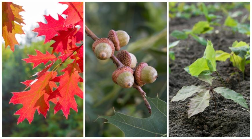 Дуб красный (Quercus rubra)