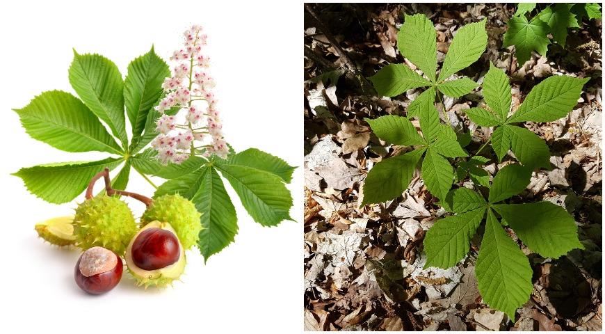 Конский каштан обыкновенный (Aesculus hippocastanum)