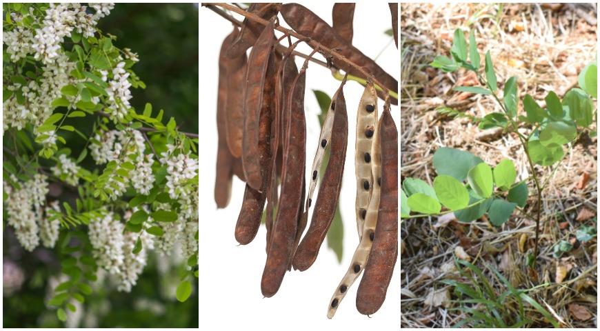 Робиния лжеакация (Robinia pseudoacacia)